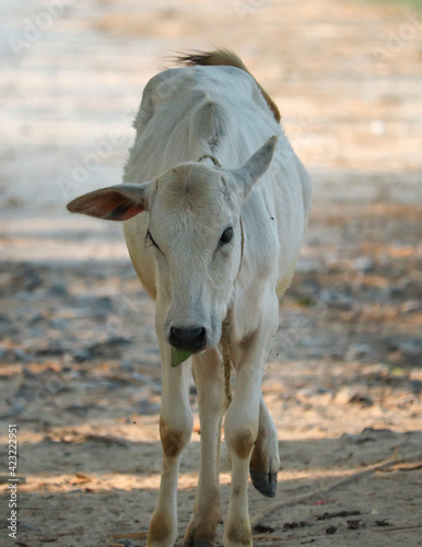 Fototapeta Naklejka Na Ścianę i Meble -  Animal calf cow