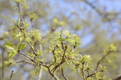 Live Oak Tree with New Leaves and Pollen