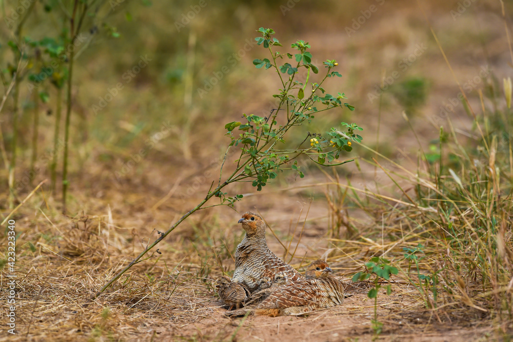 grey francolin or grey partridge or Francolinus pondicerianus family in natural monsoon green background at Ranthambore national park or tiger reserve rajasthan india grey francolin or grey partridge or Francolinus pondicerianus family in natural monsoon green background at Ranthambore national park or tiger reserve rajasthan india