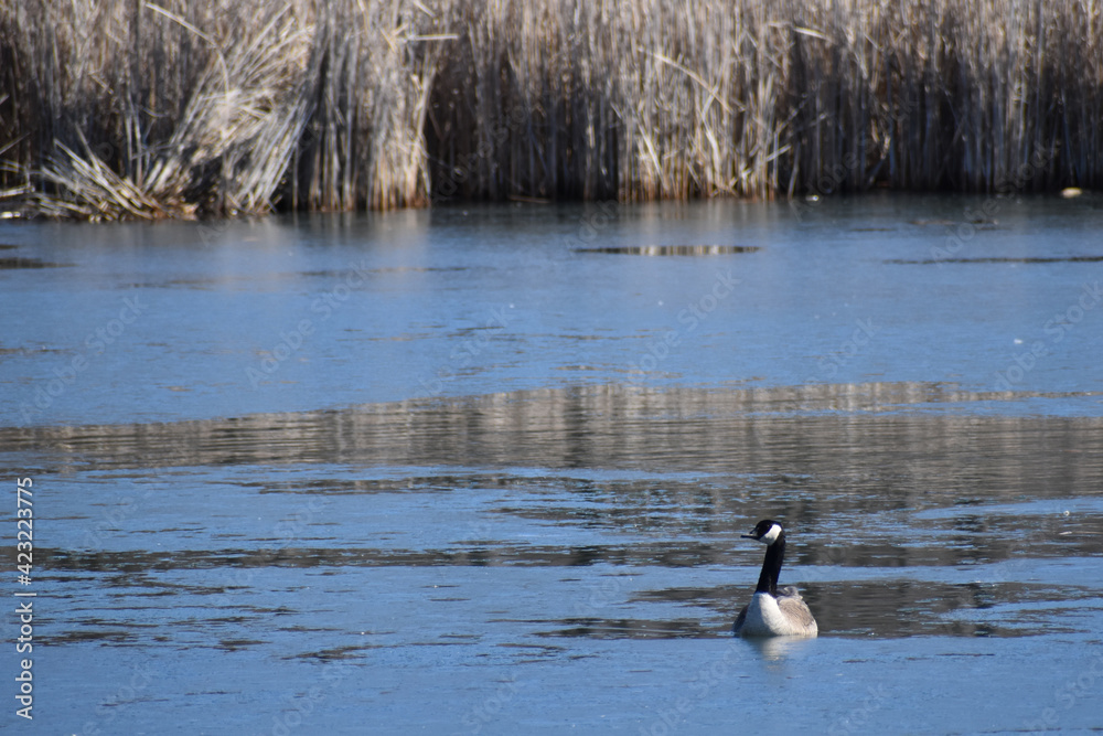 Fototapeta premium Partially ice covered pond with several Canadian Geese migrating back north on a sunny early spring day