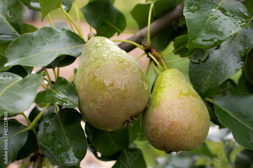Ripe pears hang on a tree branch in the garden in the summer. The concept of growing organic food, gardening, farm, pears in the garden