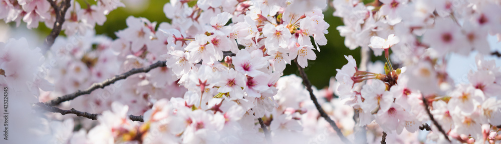 ワイド幅撮影した満開の桜の花