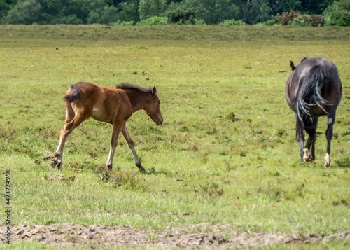 beautiful foal and horse in the New Forest National Park Hampshire England © Penny