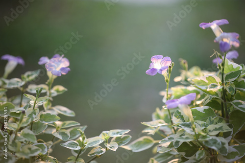 Indian asystasia flower close up photo