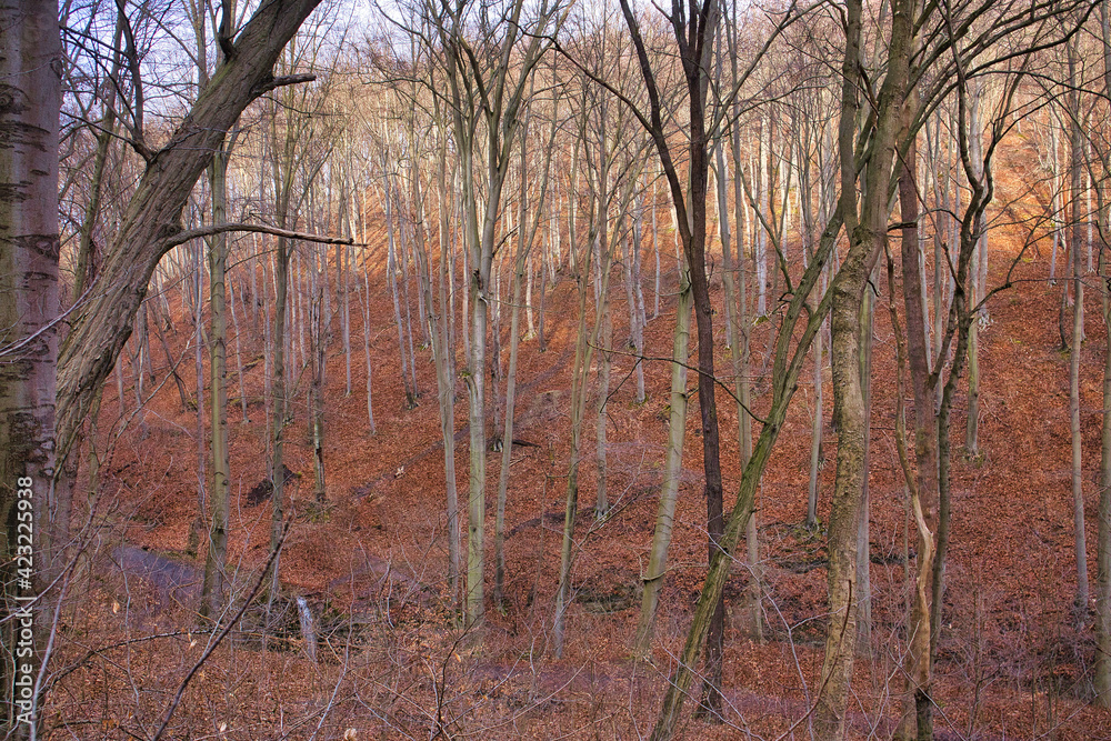 Wald, Bäume in Jena, Thüringen, Sonnenlicht im Herbst Wald, Bäume in Jena, Thüringen, Sonnenlicht im Herbst