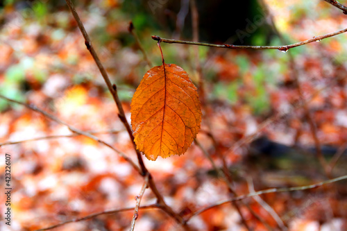 Concept of autumn, fall. Single leaf are hanging on a tree with leaf covered floor in the background. Closeup.