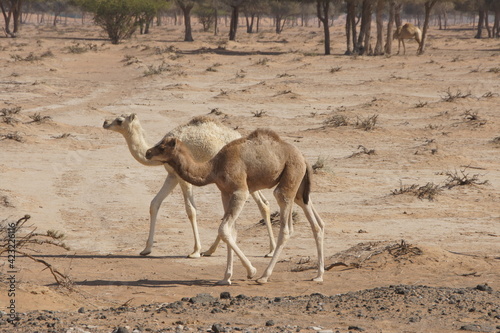 two camels in the desert