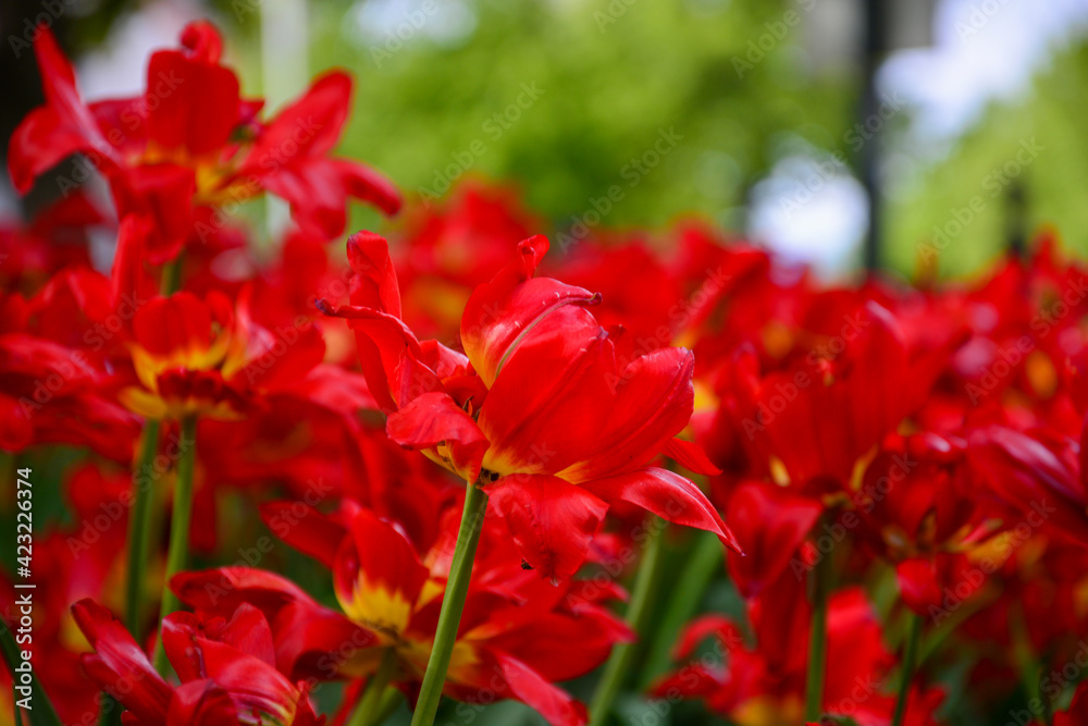 Rote Tulpen Blumen in der Nahaufnahme