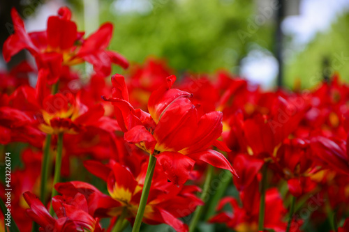 Rote Tulpen Blumen in der Nahaufnahme