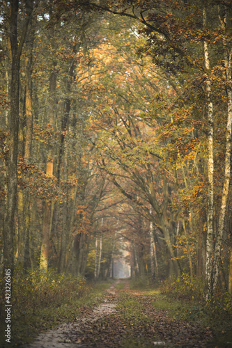 Złota Polska jesień w lesie