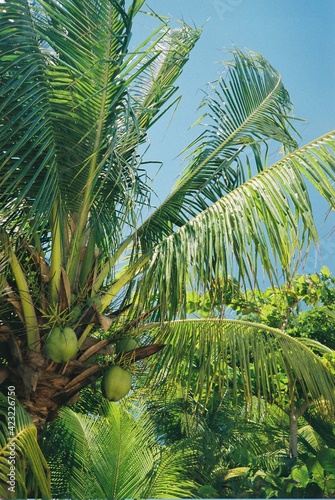 Brazil Palm Trees