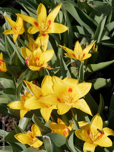 Tulipes nénuphar 'Guiseppe Verdi' ou Tulipa kaufmanniana à floraison précoce de fleurs en bouquet crème, jaune nuancé de rouge, étamines jaunes et feuilles lancéolées, glabres, vert-gris ombrées photo