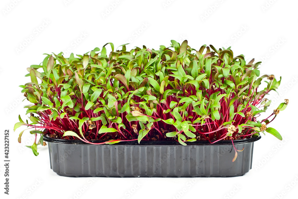 custom made wallpaper toronto digitalBeet microgreen isolated on a white background. Texture of green leaves close up.