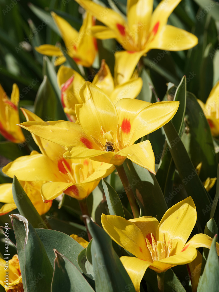 Tulipa kaufmanniana | Tulipes nénuphar 'Guiseppe Verdi', variété botanique aux fleurs jaunes flammées de rouge sur tige rougeâtre garnies d'un feuillage gris-vert marbré de pourpre Tulipa kaufmanniana | Tulipes nénuphar 'Guiseppe Verdi', variété botanique aux fleurs jaunes flammées de rouge sur tige rougeâtre garnies d'un feuillage gris-vert marbré de pourpre