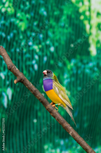 Beautiful birds Guldova Amadina (Erythrura gouldiae) sitting on a branch photo