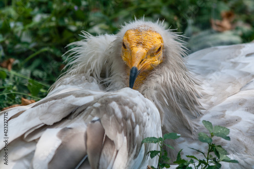 Common vulture (Neophron percnopterus) photo