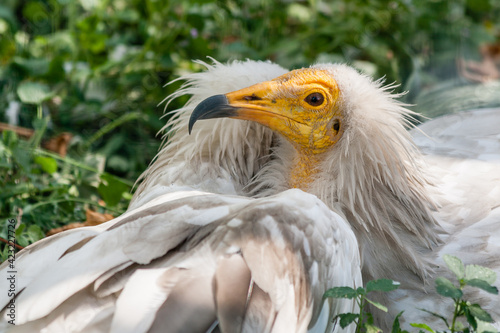 Common vulture  Neophron percnopterus 