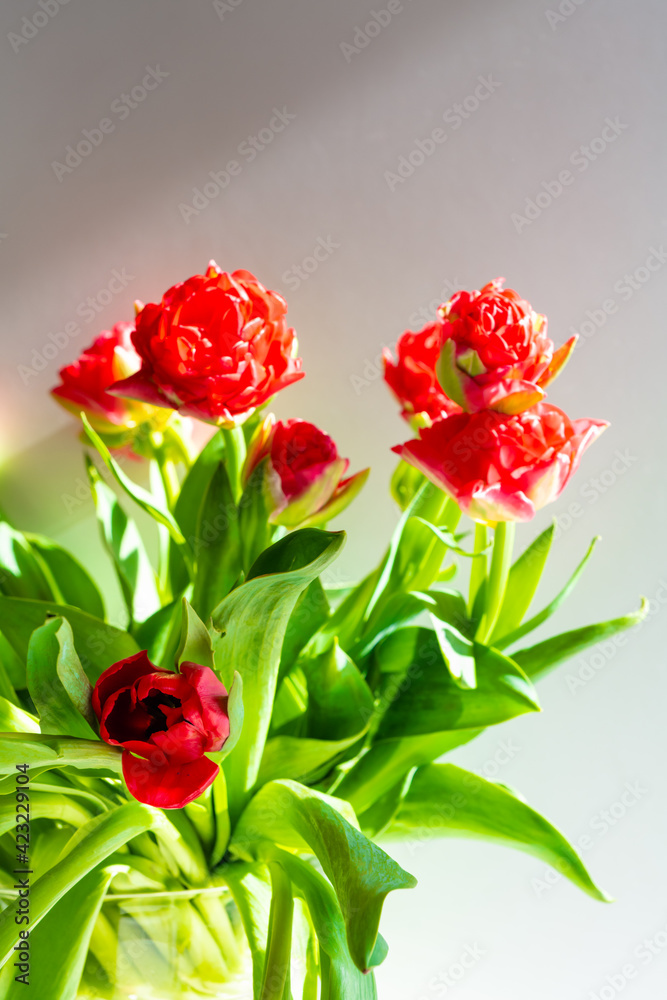 Beautiful spring tulips flowers Beautiful spring tulips flowers