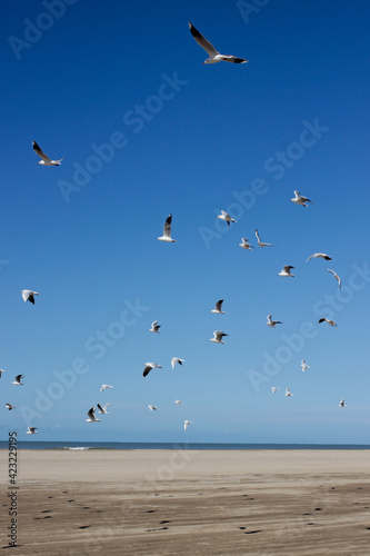 bird in the sky freedom