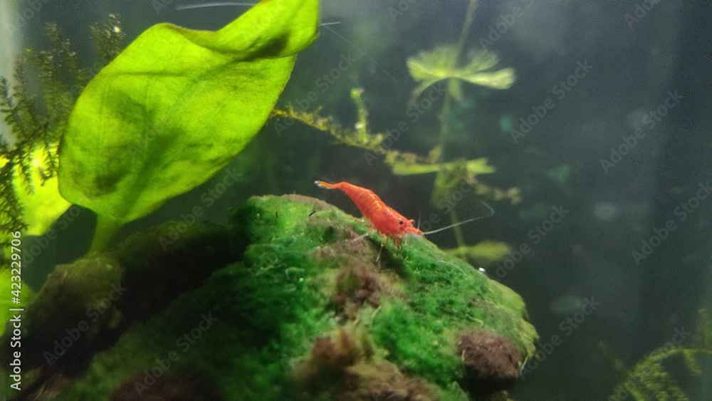 small red draft shrimp grazing over a moss in a small aquarium small red draft shrimp grazing over a moss in a small aquarium