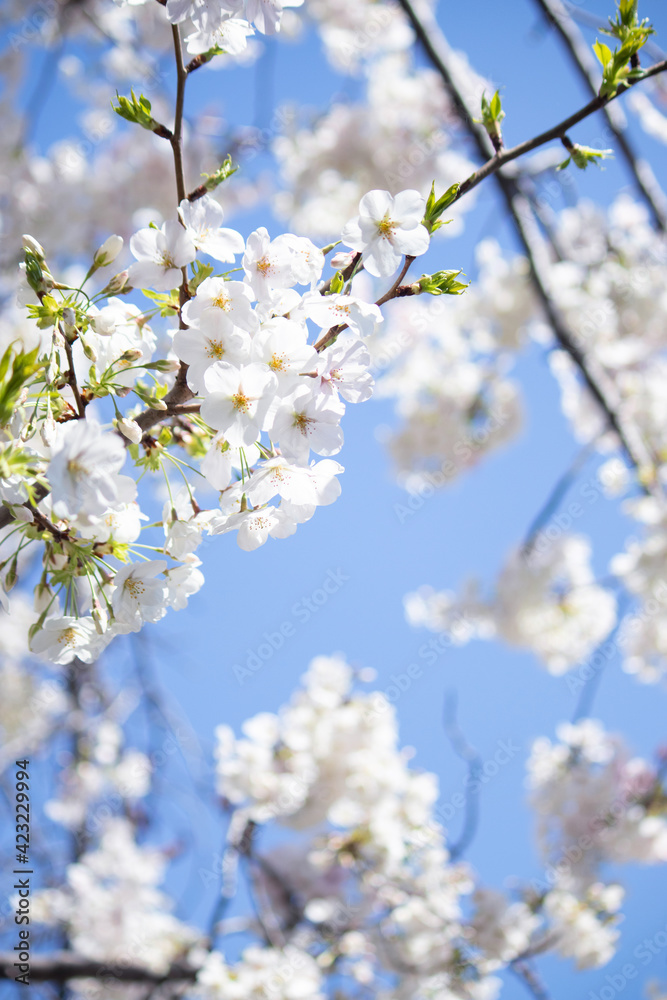 白い花びらの桜・・・大島桜（きれいな形の葉は桜餅の葉に使われます）