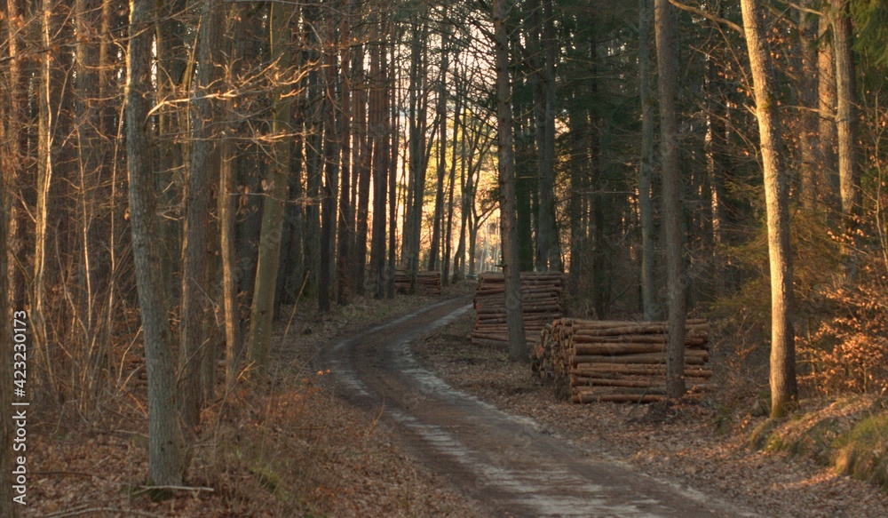 Obraz premium Forest in poland