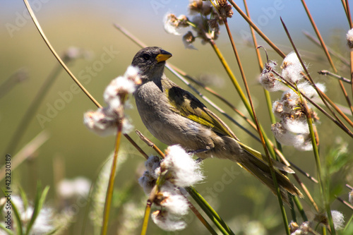 Bird and flowers