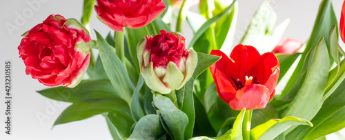 Beautiful spring red tulips flowers under bright spring sunlights