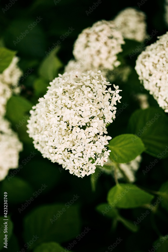 the white inflorescence of hydrangea on a background of green garden. beautiful white flowers in a summer park the white inflorescence of hydrangea on a background of green garden. beautiful white flowers in a summer park