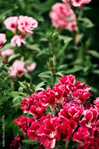 bright red flowers on a blurred dark green background in the summer garden. moody floral, selective focus, copy space