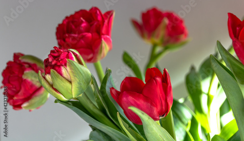 Beautiful spring tulips flowers