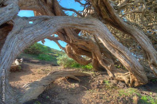 Wind bent juniper trees at El Sabinar at El Hierro island in Canary islands, Spain photo