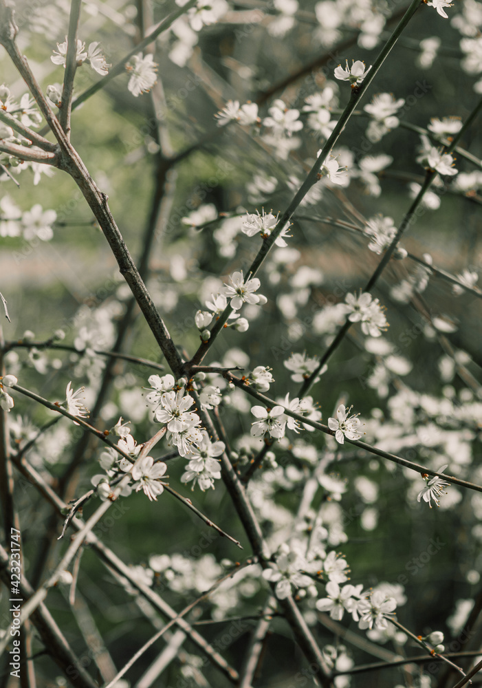Árbol blanco de cerezo floreciendo al comienzo de la primavera en un parque de Londres Árbol blanco de cerezo floreciendo al comienzo de la primavera en un parque de Londres