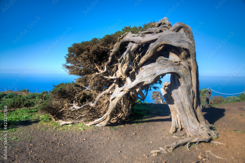 Φωτογραφία Wind bent juniper trees at El Sabinar at El Hierro island in Canary islands, Spa