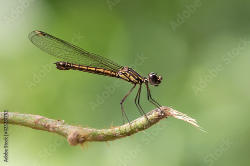 Dragonfly in nat Cat Tien's jungle © Gonzalo