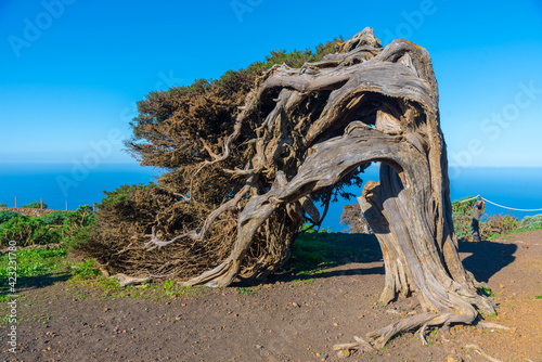 Wind bent juniper trees at El Sabinar at El Hierro island in Canary islands, Spain photo