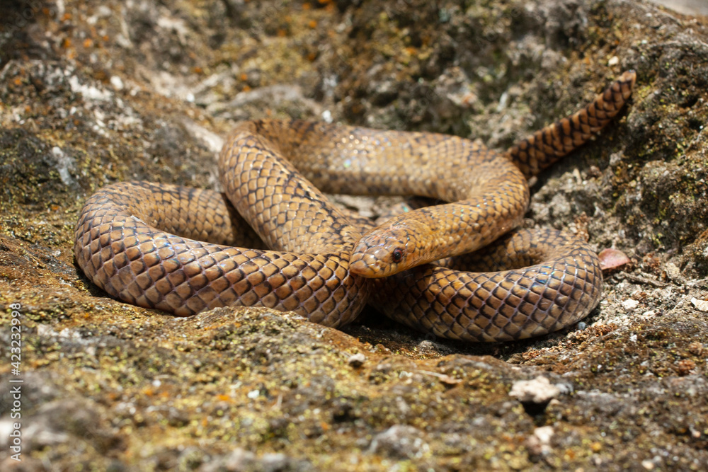 Obraz premium Degenhardt's Scorpion-eating snakes