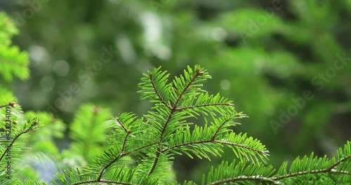 Fresh green spring pine tree needles on branch moving in the slow breeze in the forest daytime people real time