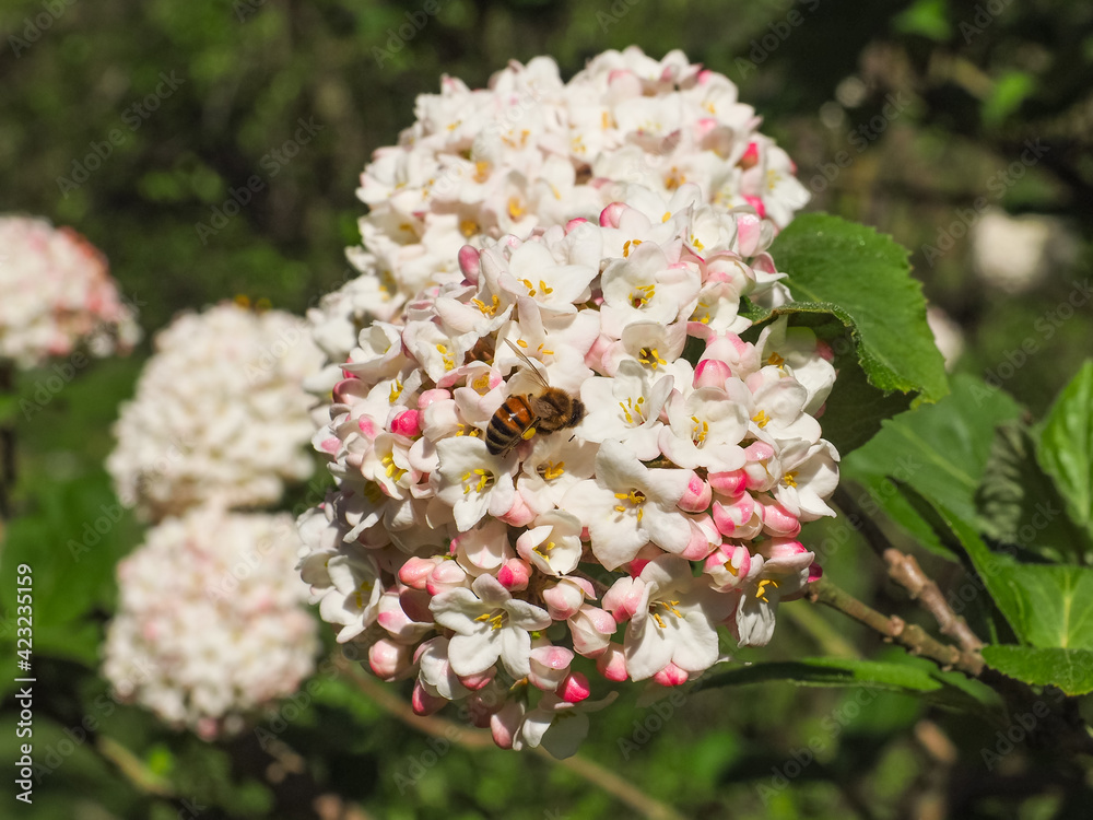 Korean Spice Viburnum or Snowball Viburnum carlesii, white rounded raceme and pink buds, close up. Fragrant Spicebush or Arrowwood is deciduous, flowering plant in the family Adoxaceae, Caprifoliaceae Korean Spice Viburnum or Snowball Viburnum carlesii, white rounded raceme and pink buds, close up. Fragrant Spicebush or Arrowwood is deciduous, flowering plant in the family Adoxaceae, Caprifoliaceae