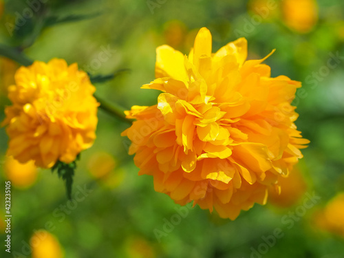 Japanese Kerria or Kerria Japonica double, globular, bright yellow flowers in the blurred green background. Miracle marigold bush is deciduous flowering plant in the family Rosaceae. Macro photography