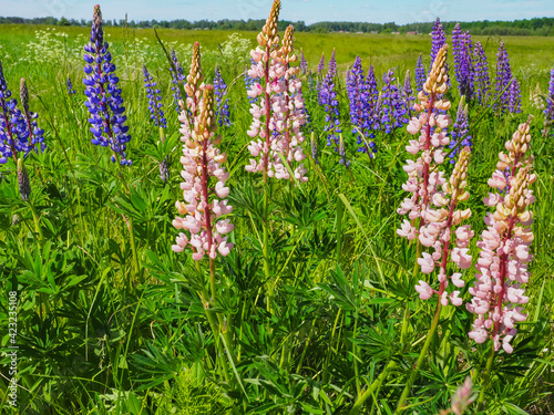 Perennial lupine or Lupinus perennis, known as blue lupin or sundial lupine is a genus of flowering plants in the legume family Fabaceae. Wild beautiful purple and pink flowers. Lithuanian landscape. photo