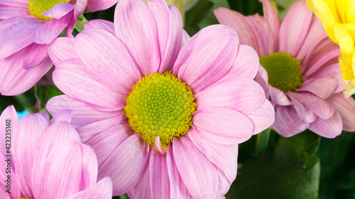 The bouquet is purple-yellow. Close-up. Spring bouquet. Happy International Women s Day. Happy womens day