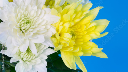 Creative template for text.Chrysanthemum white and yellow on a blue background. Spring flowers. Floral background. International Women's Day. Flowers for the beloved woman