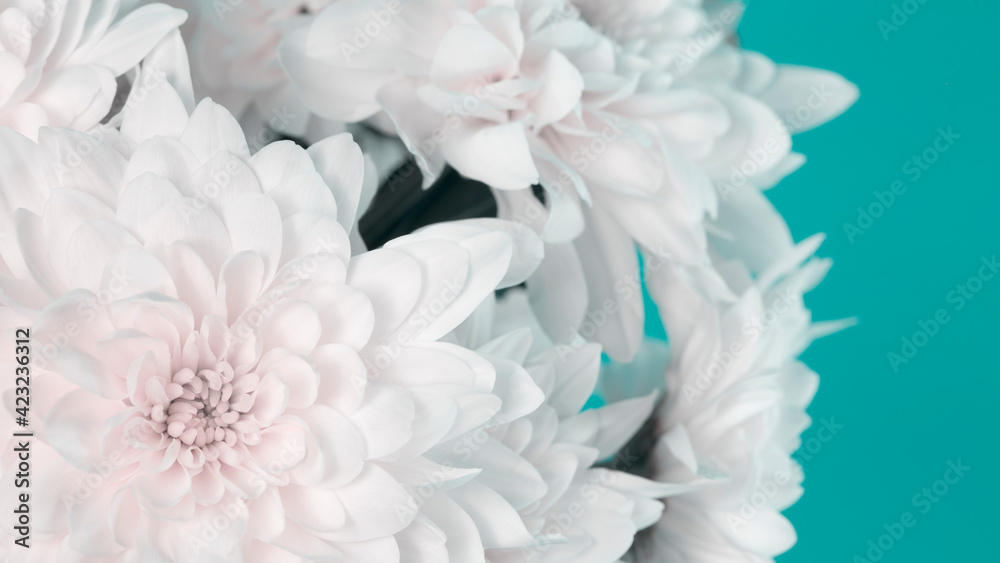 White chrysanthemum flowers on a green background. Creative layout for text. Floral background. Spring flowers. flowers for a beloved woman White chrysanthemum flowers on a green background. Creative layout for text. Floral background. Spring flowers. flowers for a beloved woman