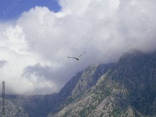 Ptak lecący wśród chmur nad górami