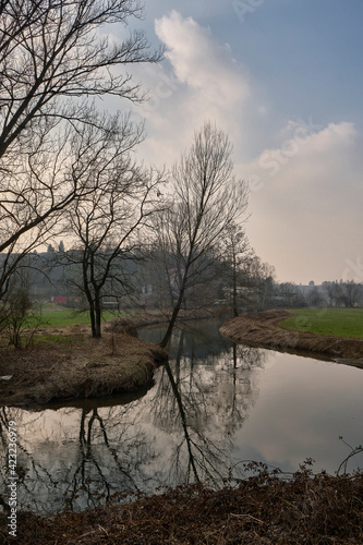 tree on the river