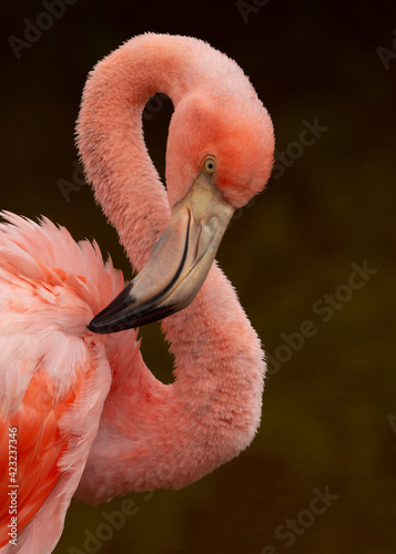 Phoenicopterus ruber glyphorhynchus