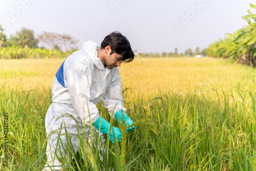 A scientist in full protective suit collecting samples of Agricultural plants potentially contaminated ,Plant disease ,field investigation concept