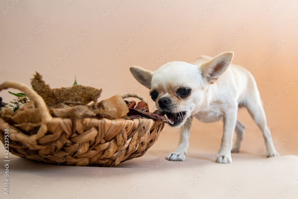 chihuahua puppy in basket