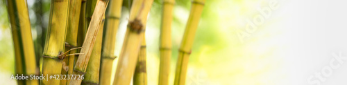 Nature of green bamboo tree in forest using as background bamboo cover page